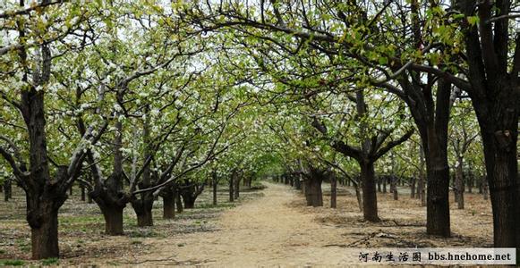 宁陵天气预报10天查询，末来十天天气